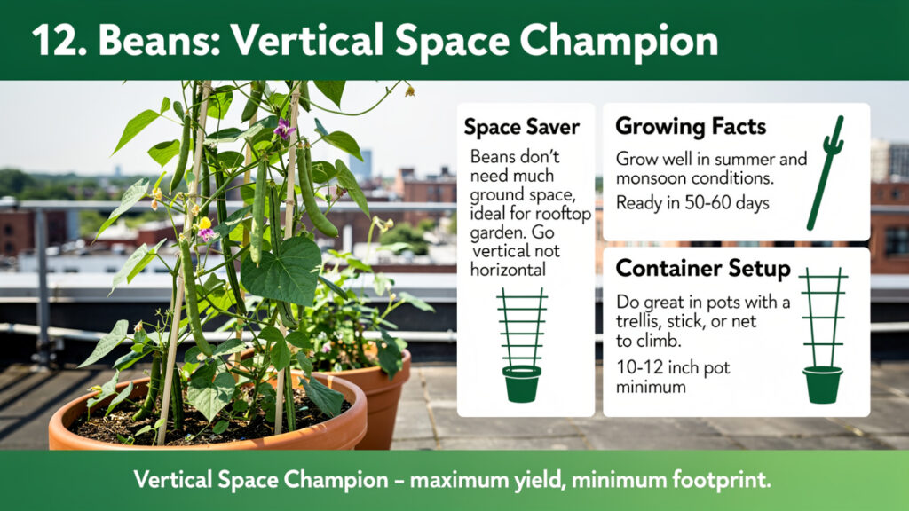 12. Beans: Vertical Space Champion