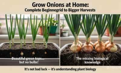 Grow Onions at Home