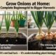 Grow Onions at Home