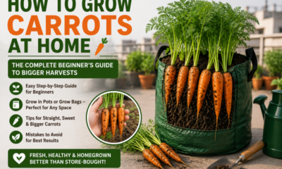 How to Grow Carrots at Home