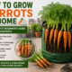 How to Grow Carrots at Home