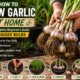 How to Grow Garlic at Home