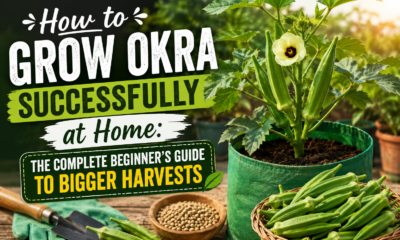 How to Grow Okra Successfully at Home: The Complete Beginner’s Guide to Bigger Harvests