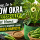 How to Grow Okra Successfully at Home: The Complete Beginner’s Guide to Bigger Harvests