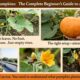 How to Grow Pumpkins: The Complete Beginner's Guide to a Huge Harvest