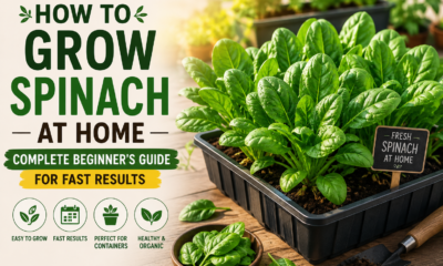How to Grow Spinach at Home