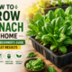 How to Grow Spinach at Home