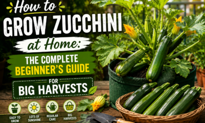 How to Zucchini at Home