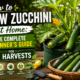 How to Zucchini at Home