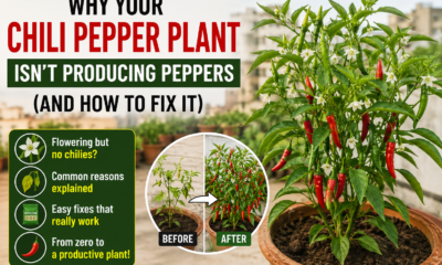 Chilli Pepper Plant
