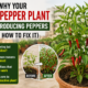 Chilli Pepper Plant