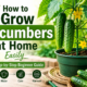 How to Grow Cucumbers at Home