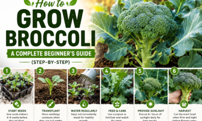 How to Grow Broccoli A Complete Guide Step by Step
