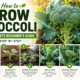 How to Grow Broccoli A Complete Guide Step by Step