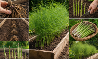 How to Grow Asparagus A Simple Guide to a Long-Lasting Harvest