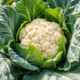 How to Grow Cauliflower Planting, Care, Pests and Harvesting