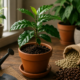 How to Grow Coffee Beans at Home: From Seed to Your First Coffee Harvest