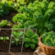 How to Grow Kale From Seed to Harvest