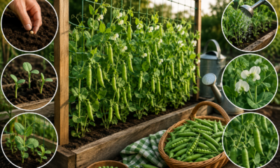 How to Grow Peas A Simple Guide for a Bigger, Better Harvest