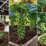 How to Grow Brussels Sprouts A Slow, Patient Crop That's Worth the Wait