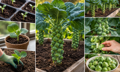 How to Grow Brussels Sprouts A Slow, Patient Crop That's Worth the Wait