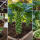 How to Grow Brussels Sprouts A Slow, Patient Crop That's Worth the Wait